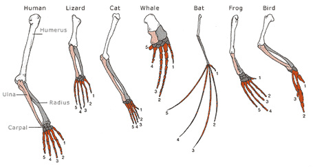 Patterns of Evolution - (Felis Nigripes) Black Footed Cat split femur diagram 